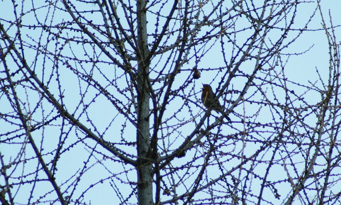 IMG_3641-Rotkehlchen-.jpg
