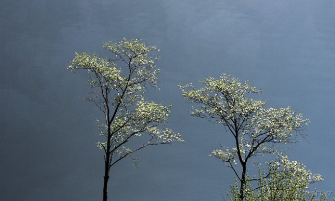 IMG_3864-Baum-Hallstaedter-see-.jpg