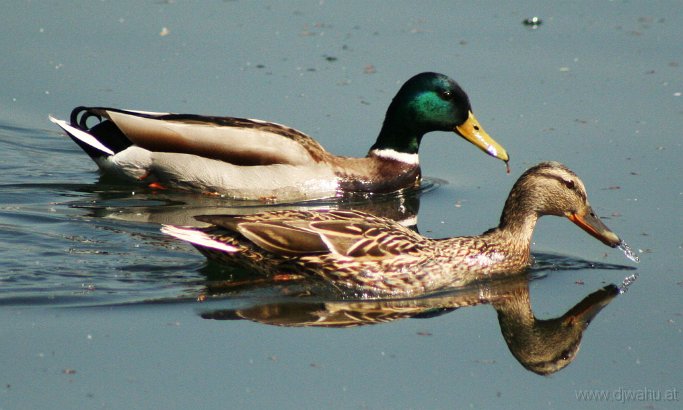 IMG_3920-Enten-.jpg