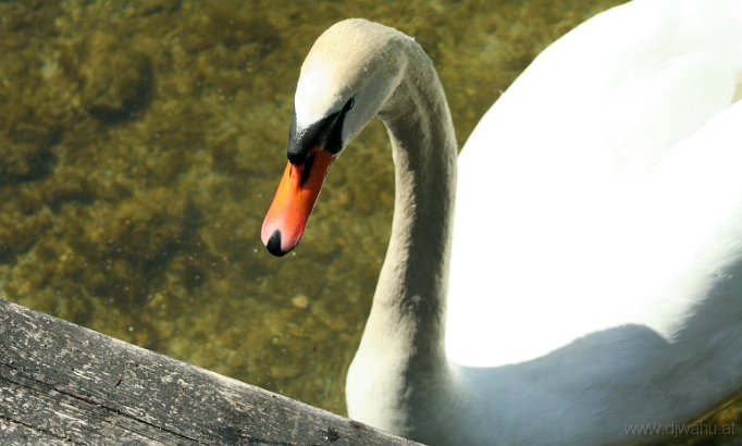 IMG_3948-Schwan.jpg