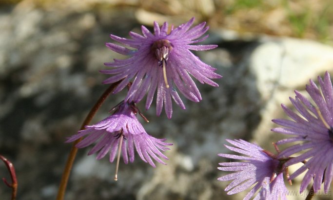 IMG_4121-Blume-.jpg