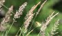 IMG_0662-Gras