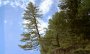 IMG_0720-BesoffenerBaum