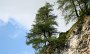 IMG_0756-BaumBacheralm