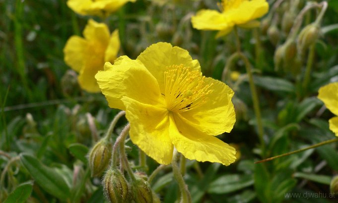 P1000493-BlumeGelb.JPG