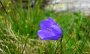 P1000374-Glockenblume