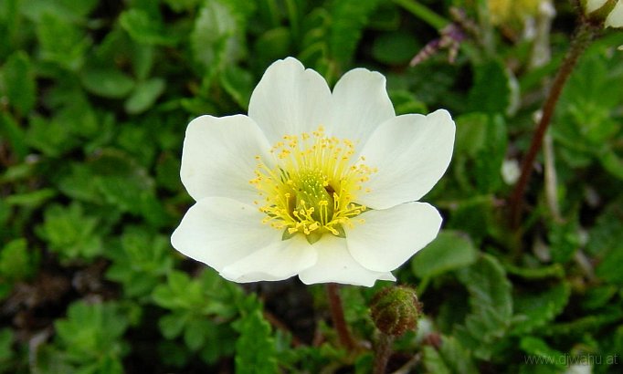 DSC03221-Blume.JPG