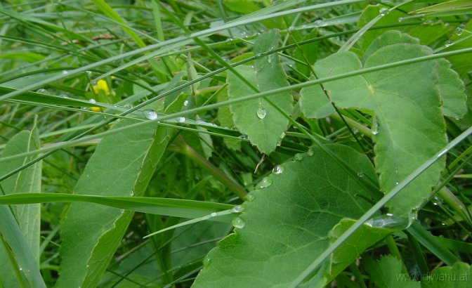 DSC03279-Tautropfen.JPG