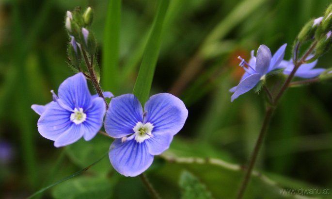 IMG_4401-BlumeBlauBergEhrenpreis.jpg