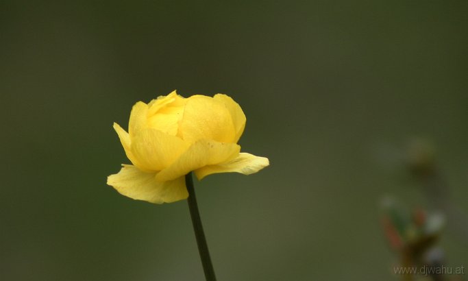 IMG_4652-Blume.jpg