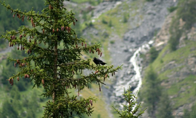 IMG_4914-RabeBaum.jpg