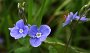 IMG_4401-BlumeBlauBergEhrenpreis