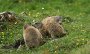 IMG_4869-Murmeltiere