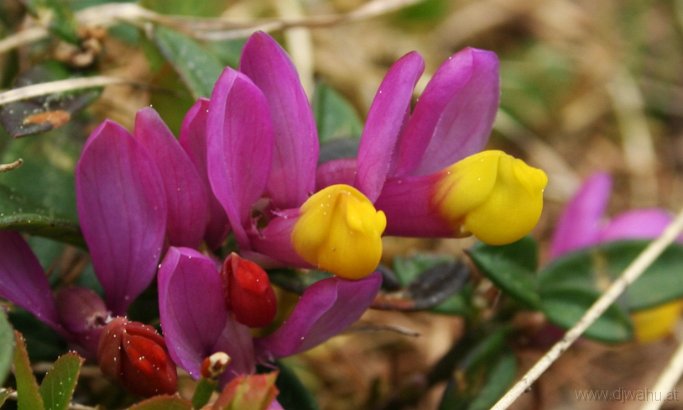IMG_4160-Blumen.jpg