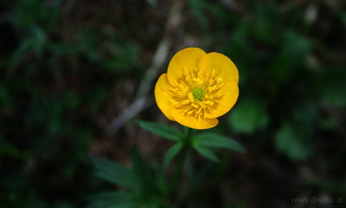 IMG_4208-GelbeBlume.jpg