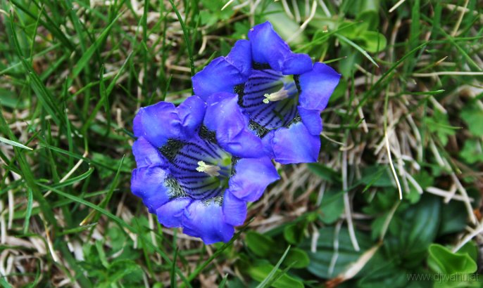 IMG_4216-EnzianBlume.jpg