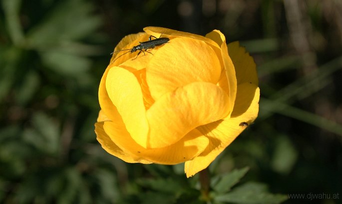 IMG_4274-ButterblumeKaefer.jpg