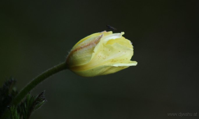 IMG_4311-BlumeFliege.jpg