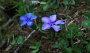 IMG_4205-EnzianBlume