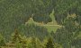 IMG_4251-Wald