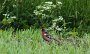 IMG_4327-Buchfink-Vogel