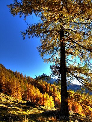 DSC04232-HogerBaum.jpg