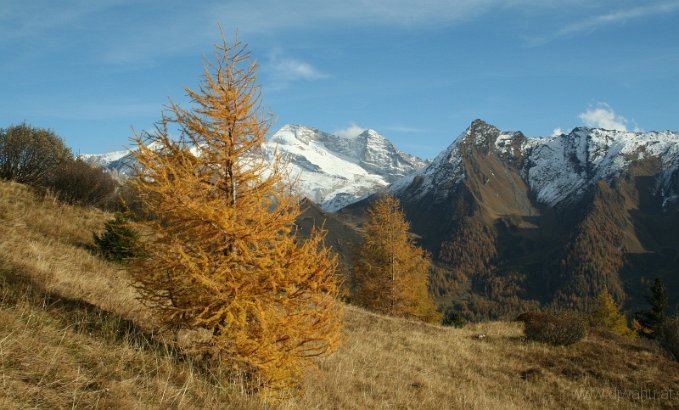 IMG_2941-BaumHerbstOlpererHoger.jpg